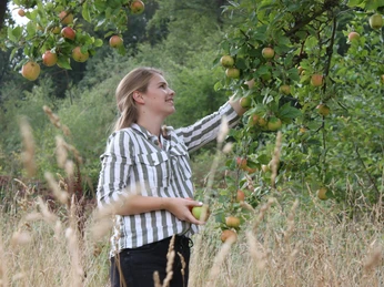 Mundraubwiese Junge Frau pflückt Äpfel von einem Baum auf einer Wiese an einem Spätsommertag.Young woman picking apples from a tree in a meadow on a late summer's day.Ung kvinde plukker æbler fra et træ på en eng en sensommerdag.Jonge vrouw plukt appels van een boom in een weiland op een nazomerdag.