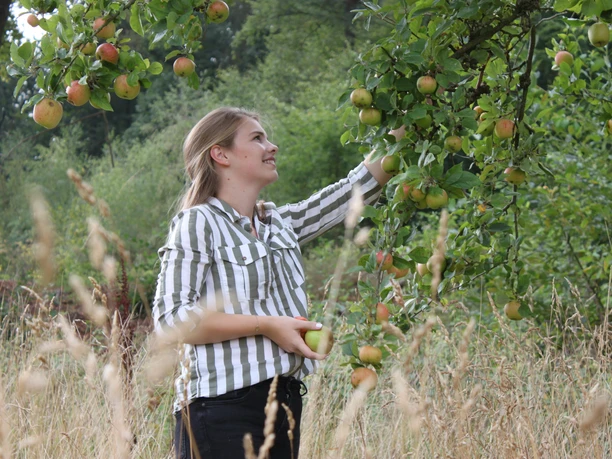 Mundraubwiese Young woman picking apples from a tree in a meadow on a late summer's day.