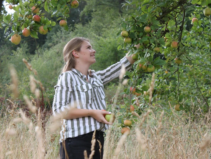 Mundraubwiese Junge Frau pflückt Äpfel von einem Baum auf einer Wiese an einem Spätsommertag.Young woman picking apples from a tree in a meadow on a late summer's day.Ung kvinde plukker æbler fra et træ på en eng en sensommerdag.Jonge vrouw plukt appels van een boom in een weiland op een nazomerdag.