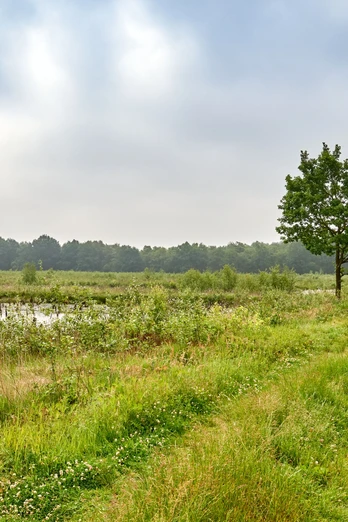 Wandern im Venner Moor Zwei Wanderer spazieren entlang einer grünen Wiese an einem bewölkten Tag in Niedersachsen.Two hikers walk along a green meadow on a cloudy day in Lower Saxony.To vandrere går langs en grøn eng på en overskyet dag i Niedersachsen.Twee wandelaars lopen langs een groene weide op een bewolkte dag in Nedersaksen.
