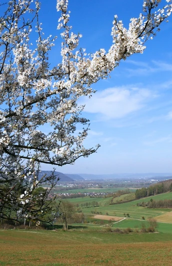 Blick über sanfte Hügel und Felder im Frühling, mit blühenden Zweigen im Vordergrund.