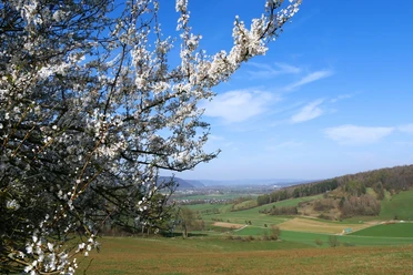 Ausblick vom Wildberg Blick über sanfte Hügel und Felder im Frühling, mit blühenden Zweigen im Vordergrund.