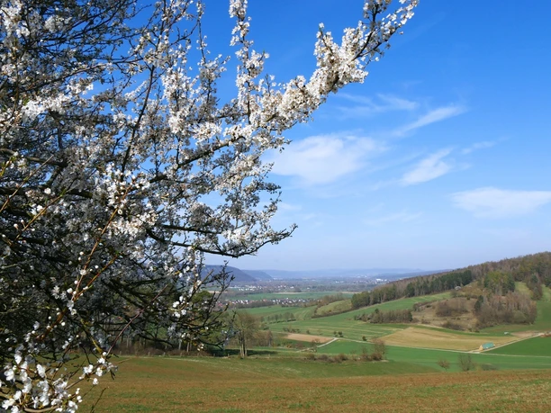 Ausblick vom Wildberg Blick über sanfte Hügel und Felder im Frühling, mit blühenden Zweigen im Vordergrund.