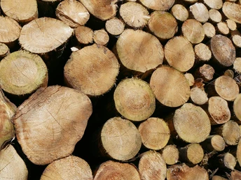 Holzstapel Holzstapel mit gesägten Baumstämmen in unterschiedlicher Größe, eng aufeinander geschichtet.