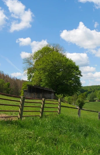 Weite, grüne Weiden erstrecken sich über sanfte Hügel, gesäumt von vereinzelten Bäumen unter blauem Himmel.