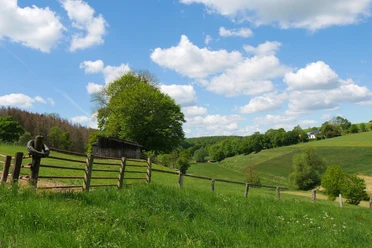 Hügelige Weidenlandschaft bei Brenkhausen Weite, grüne Weiden erstrecken sich über sanfte Hügel, gesäumt von vereinzelten Bäumen unter blauem Himmel.