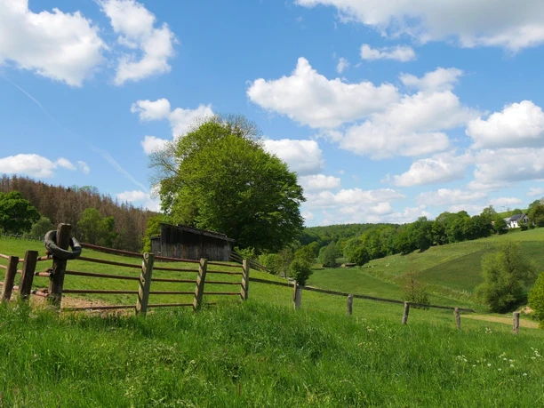 Hügelige Weidenlandschaft bei Brenkhausen Weite, grüne Weiden erstrecken sich über sanfte Hügel, gesäumt von vereinzelten Bäumen unter blauem Himmel.