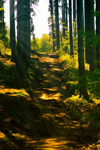 Ein schmaler Waldweg mit Sonnenstrahlen, die durch hohe, schlanke Bäume fallen.A narrow forest path with rays of sunlight falling through tall, slender trees.En smal skovsti med solstråler, der falder ned gennem høje, slanke træer.Een smal bospad met zonnestralen die door hoge, ranke bomen vallen.