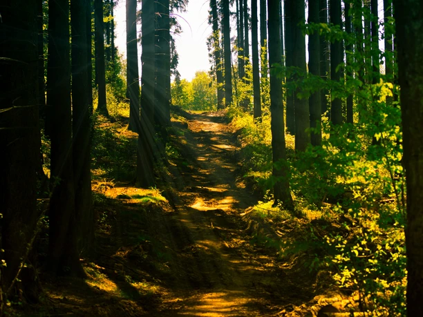 Een smal bospad met zonnestralen die door hoge, ranke bomen vallen.