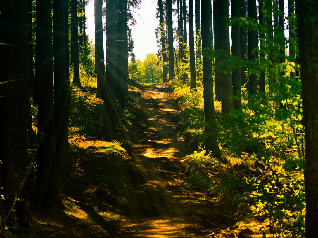 Wandern in Ankum Ein schmaler Waldweg mit Sonnenstrahlen, die durch hohe, schlanke Bäume fallen.A narrow forest path with rays of sunlight falling through tall, slender trees.En smal skovsti med solstråler, der falder ned gennem høje, slanke træer.Een smal bospad met zonnestralen die door hoge, ranke bomen vallen.