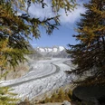 Aletschwald mit Aletschgletscher