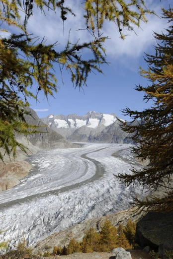 Aletschwald mit Aletschgletscher