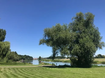 Glacis Minden Grüne Wiese mit großem Baum am Ufer eines Flusses, im Hintergrund eine Brücke.