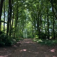 Ein von Bäumen gesäumter Wanderweg führt durch einen dichten, schattigen Wald im Sonnenlicht.