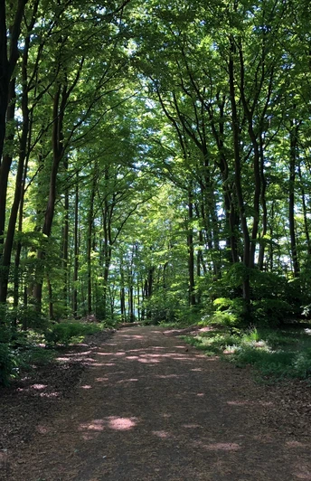 Ein von Bäumen gesäumter Wanderweg führt durch einen dichten, schattigen Wald im Sonnenlicht.