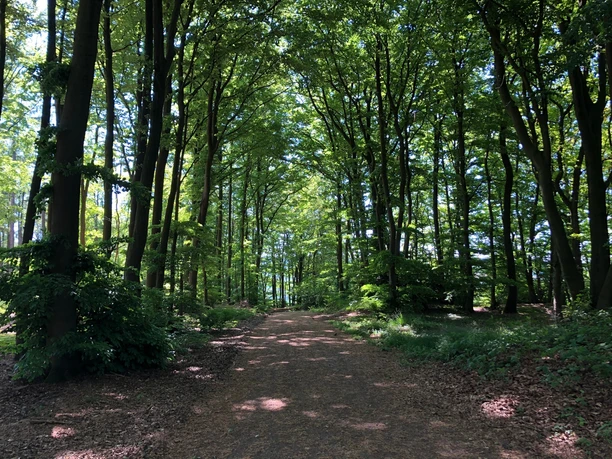 A1 - Wanderweg Holzhauser Berg Ein von Bäumen gesäumter Wanderweg führt durch einen dichten, schattigen Wald im Sonnenlicht.