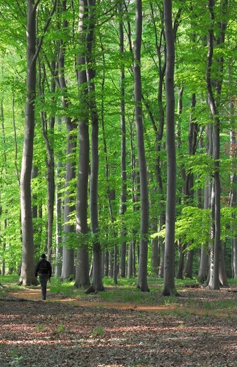 Ein Wanderer spaziert entlang eines von hohen, schlanken Bäumen gesäumten Waldweges im Frühlingslicht.