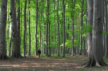 A6 - Wanderweg Holzhauser Berg Ein Wanderer spaziert entlang eines von hohen, schlanken Bäumen gesäumten Waldweges im Frühlingslicht.