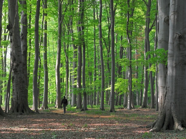 A6 - Wanderweg Holzhauser Berg Ein Wanderer spaziert entlang eines von hohen, schlanken Bäumen gesäumten Waldweges im Frühlingslicht.