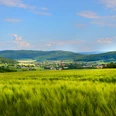 Grüne Felder und sanfte Hügel unter blauem Himmel im Naturpark Wiehengebirge, Börninghausen.