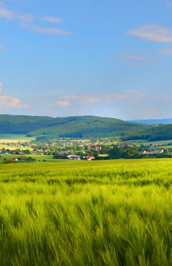 Grüne Felder und sanfte Hügel unter blauem Himmel im Naturpark Wiehengebirge, Börninghausen.