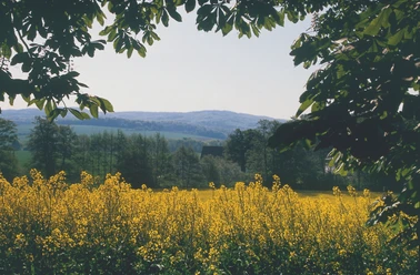 A6 - Wanderweg Börninghausen Gelber Rapsfeldblütenteppich erstreckt sich unter blauem Himmel, umrahmt von Baumkronen und sanften Hügeln.