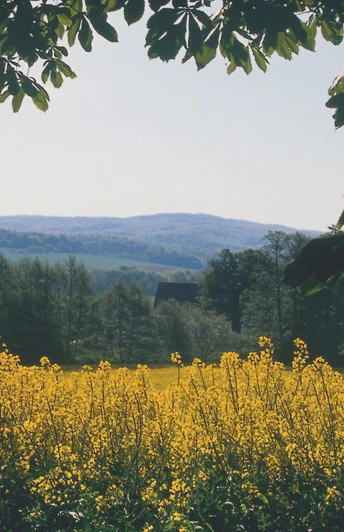 A6 - Wanderweg Börninghausen Gelber Rapsfeldblütenteppich erstreckt sich unter blauem Himmel, umrahmt von Baumkronen und sanften Hügeln.
