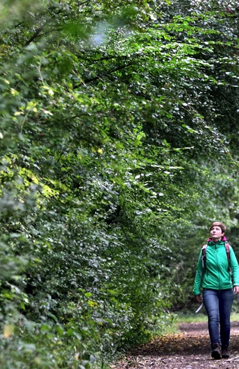 A7 - Wanderweg Bad Holzhausen Person wandert in grüner Jacke auf einem schmalen Waldweg, umgeben von dichtem Laub.