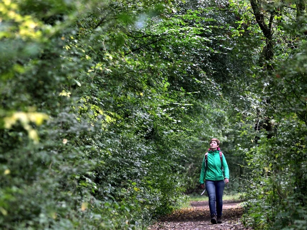 A7 - Wanderweg Bad Holzhausen Person wandert in grüner Jacke auf einem schmalen Waldweg, umgeben von dichtem Laub.