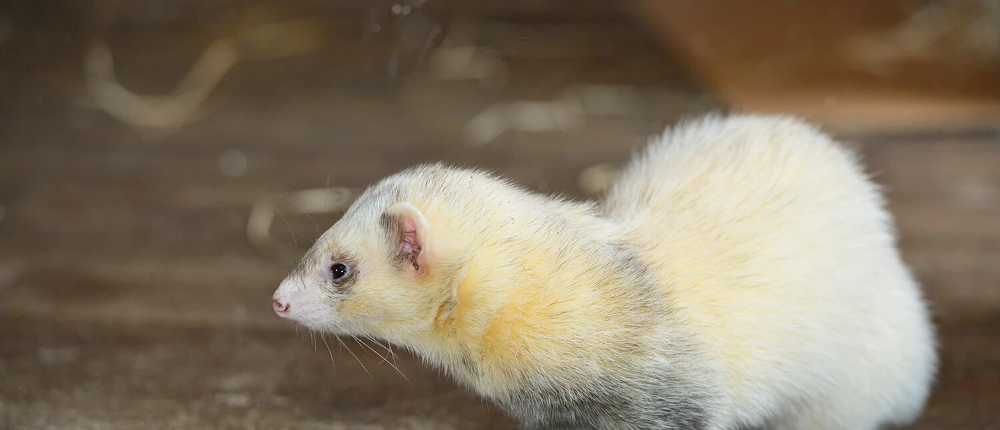 Iltis im Otter-Zentrum Hankensbüttel Iltis im Otter-Zentrum Hankensbüttel