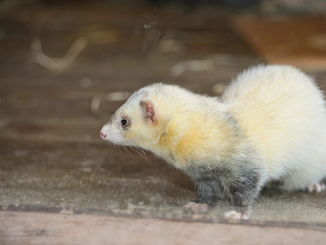 Iltis im Otter-Zentrum Hankensbüttel Iltis im Otter-Zentrum Hankensbüttel