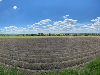 Weitläufiges Ackerfeld mit frisch gepflügten Reihen unter strahlend blauem Himmel und weißen Wolken.