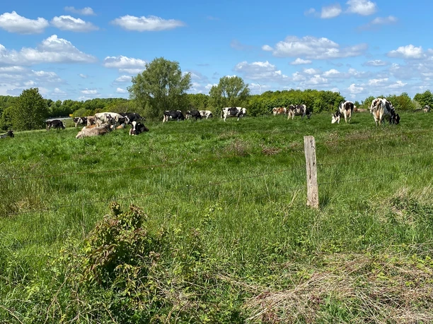 Kühe grasen auf einer weiten, grünen Wiese unter blauem Himmel mit wenigen Wolken.