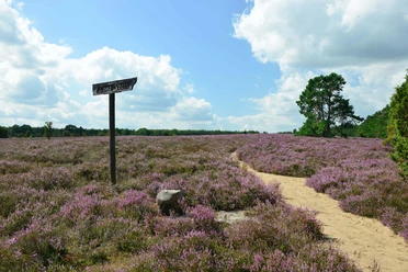 Heiliger Hain Löns stenen bord in het heilige bos bij Wahrenholz
