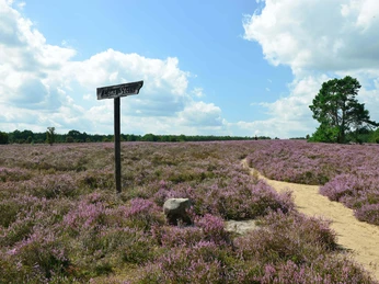 Heiliger Hain Hinweisschild Löns-Stein im Heiligen Hain bei WahrenholzLöns stone sign in the sacred grove near WahrenholzLöns stenskilt i den hellige lund nær WahrenholzLöns stenen bord in het heilige bos bij Wahrenholz