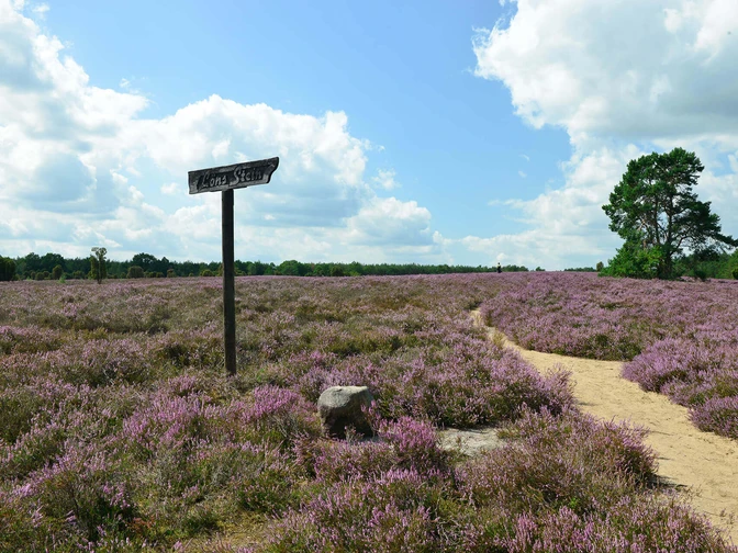 Heiliger Hain Hinweisschild Löns-Stein im Heiligen Hain bei WahrenholzLöns stone sign in the sacred grove near WahrenholzLöns stenskilt i den hellige lund nær WahrenholzLöns stenen bord in het heilige bos bij Wahrenholz