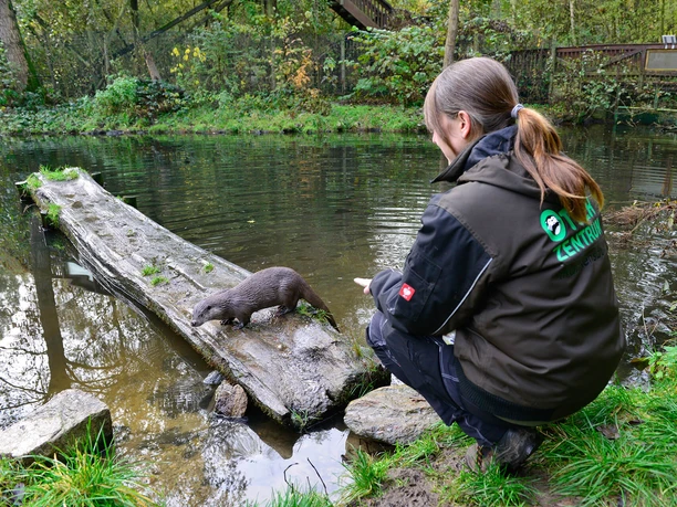 Tierfütterung im Otter-Zentrum Fütterung der Fischotter im Otter-Zentrum Hankensbüttel