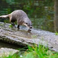 Otter im Freigehege im Otter-Zentrum Hankensbüttel