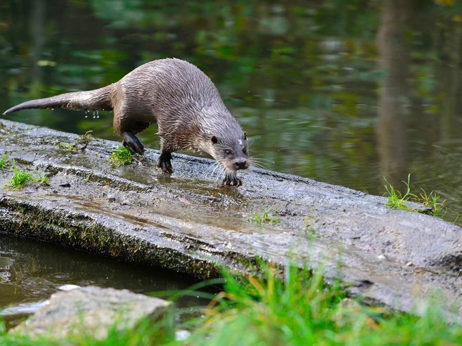 Otter im Freigehege im Otter-Zentrum Hankensbüttel