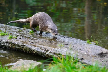 Otter im Otter-Zentrum Otter im Freigehege im Otter-Zentrum Hankensbüttel