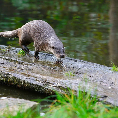 Otter im Otter-Zentrum