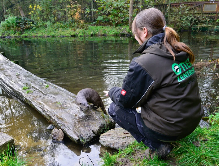 Fütterung im Otter-Zentrum Otterfütterung durch eine Tierpflegerin im Otter-Zentrum Hankensbüttel