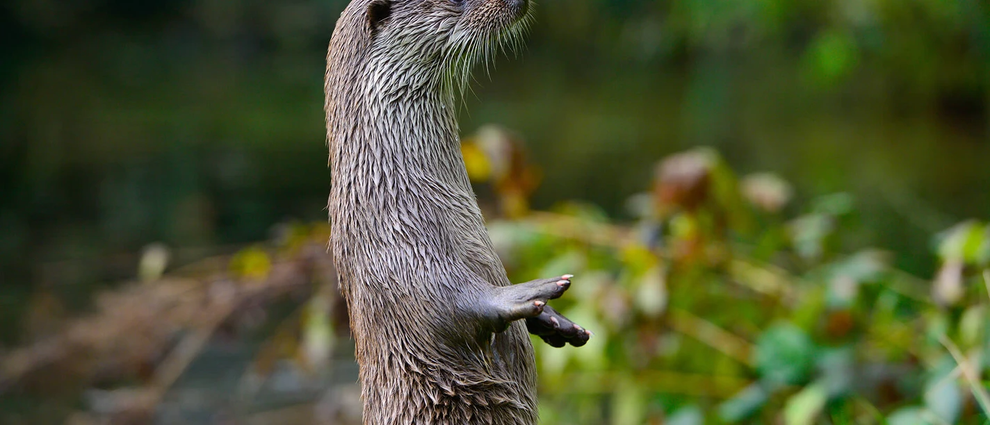 Otter staat rechtop in het Ottercentrum Hankensbüttel