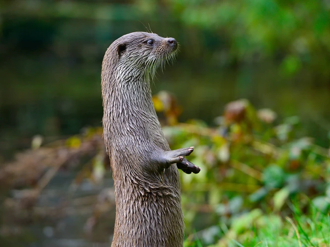 Otter steht aufrecht im Otter-Zentrum Hankensbüttel
