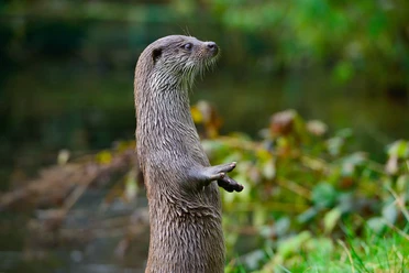 Otter im Otter-Zentrum Otter steht aufrecht im Otter-Zentrum Hankensbüttel