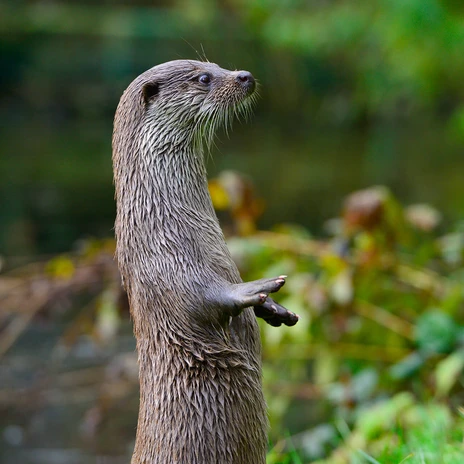 Otter im Otter-Zentrum