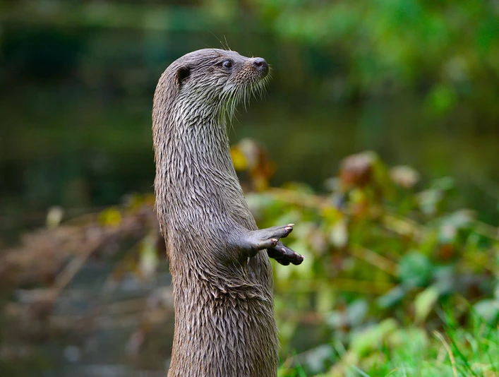 Otter im Otter-Zentrum Otter steht aufrecht im Otter-Zentrum Hankensbüttel