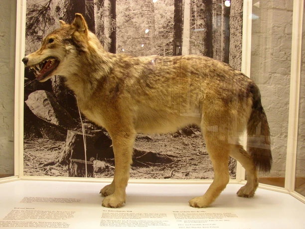 Wolf im Historischen Museum Der Wolf im Historischen Museum Schloss Gifhorn