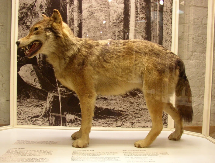 Wolf im Historischen Museum Der Wolf im Historischen Museum Schloss Gifhorn