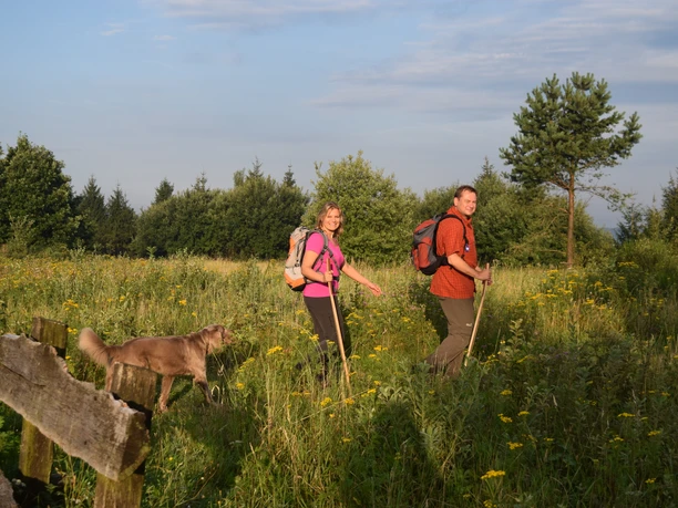 Wanderer mit Wanderstöcken und Hund auf blühender Wiese, umgeben von sommerlichen Bäumen.